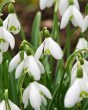 Galanthus nivalis.jpg